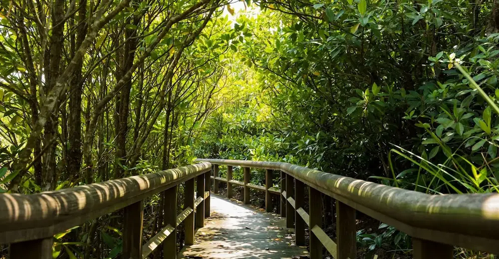 Tropical forest